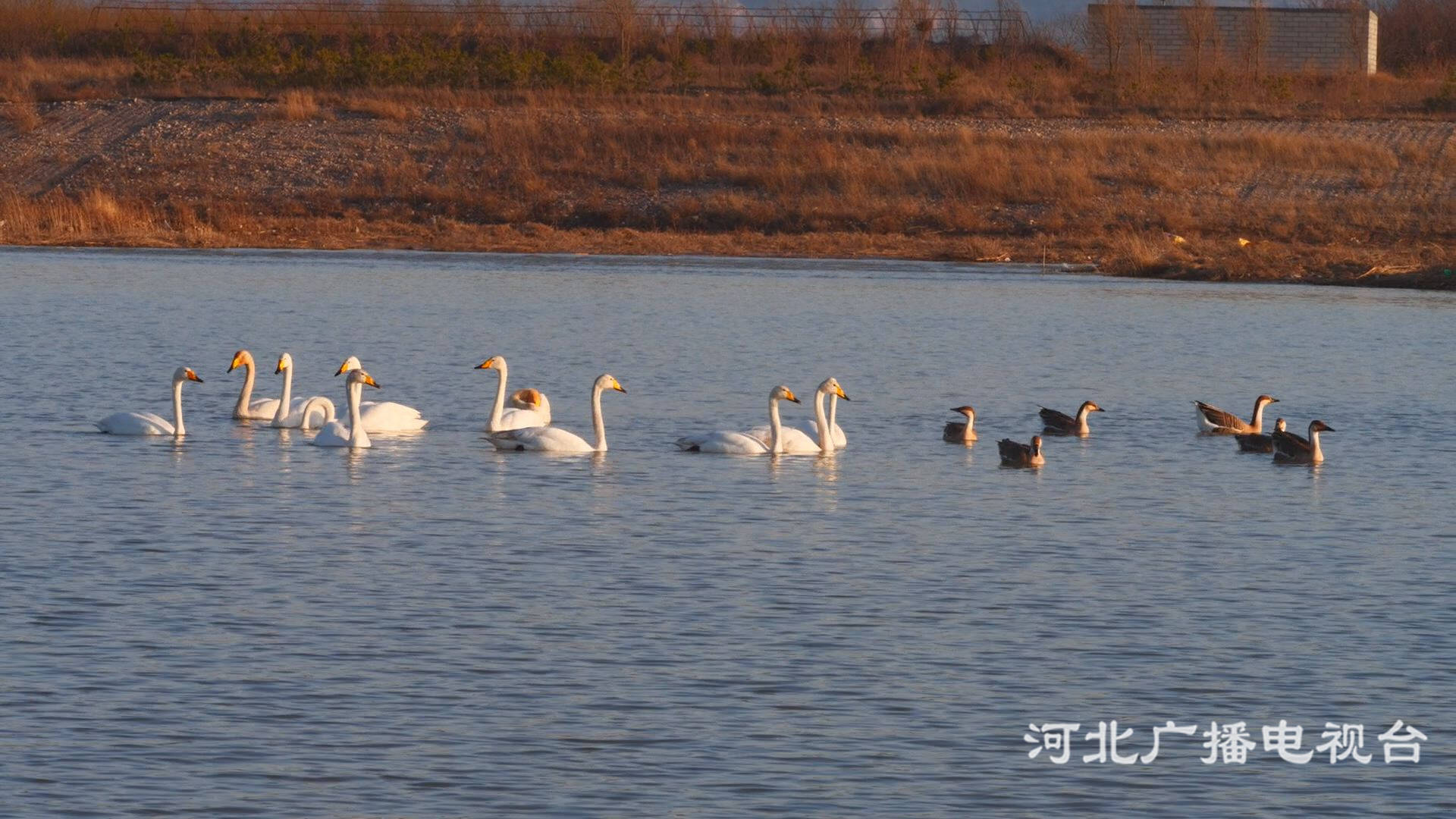 张家口涿鹿：桑干湿地候鸟来徙