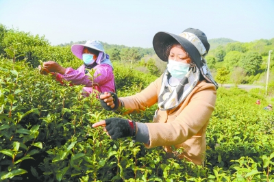 南京高淳：春茶采摘助增收