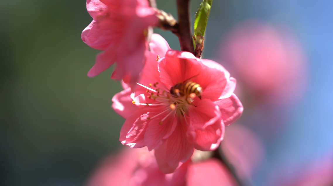 【B】【與春天撞個滿懷 打卡最美春景】廣西賀州：桃花灼灼 遊人覓春來_fororder_圖片54