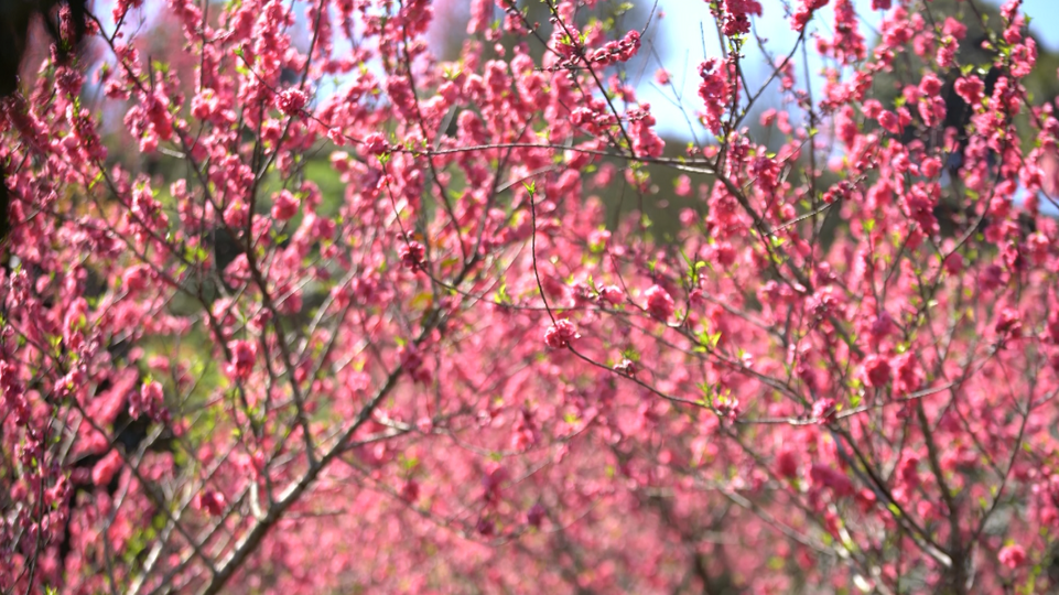【B】【與春天撞個滿懷 打卡最美春景】廣西賀州:桃花灼灼 遊人覓春來_fororder_圖片58