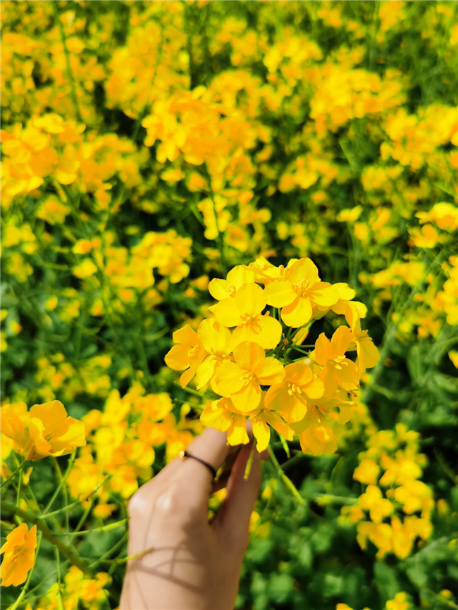 【與春天撞個滿懷 打卡最美春景】信陽羅山：油菜花開滿目春 美麗鄉村入畫來_fororder_圖片9