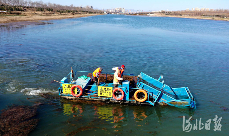 河北邢台：收割水草净河忙