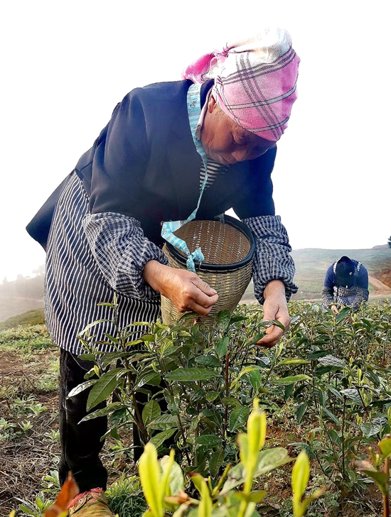 （供稿）貴州鍾山： 茶山變“金”山  6千畝茶葉開採_fororder_微信圖片_20220330160512