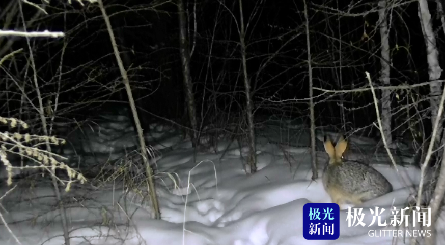 大興安嶺：萌寵來襲！雪兔光顧濕地公園