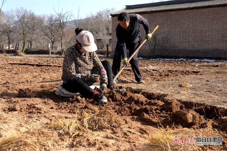 早春三月,陇西县群众忙着从田地采挖当归,黄芪,党参等中药材种苗,一把