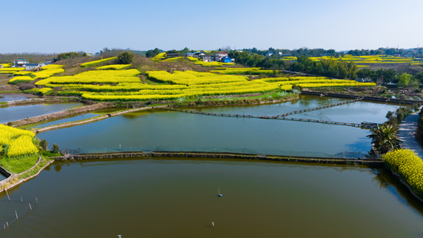 自贡自流井鱼虾养殖产业带动乡村振兴全胜村获评四川省乡村振兴示范村