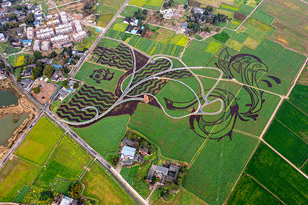 成都崇州自驾赏花节将于3月18日开幕_fororder_白头镇幸福里大田景观-供图-崇州市委宣传部