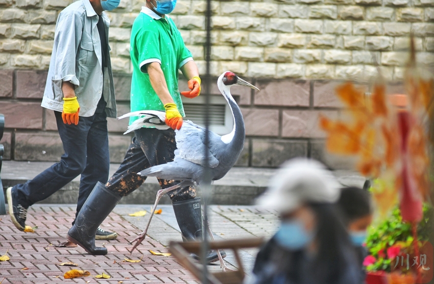 （中首）成都动物园鹤馆改造 群鹤开始大搬家