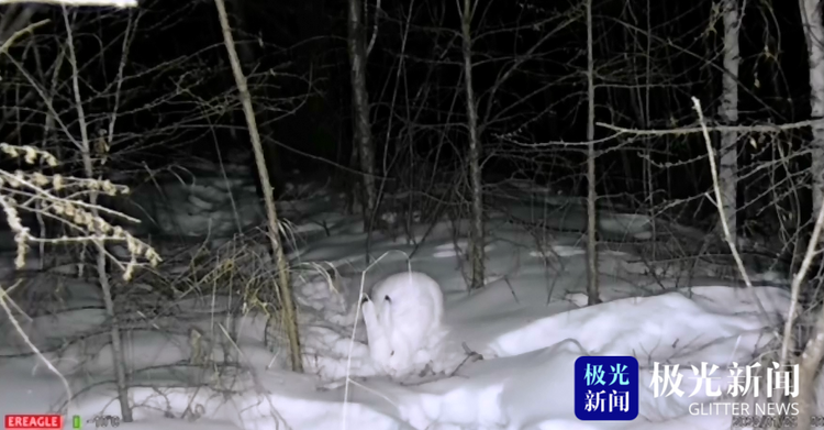 大兴安岭：萌宠来袭！雪兔光顾湿地公园