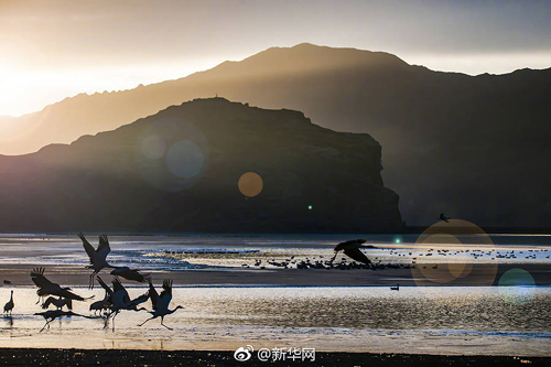 กระเรียนคอดำแสนสวยในทิเบต