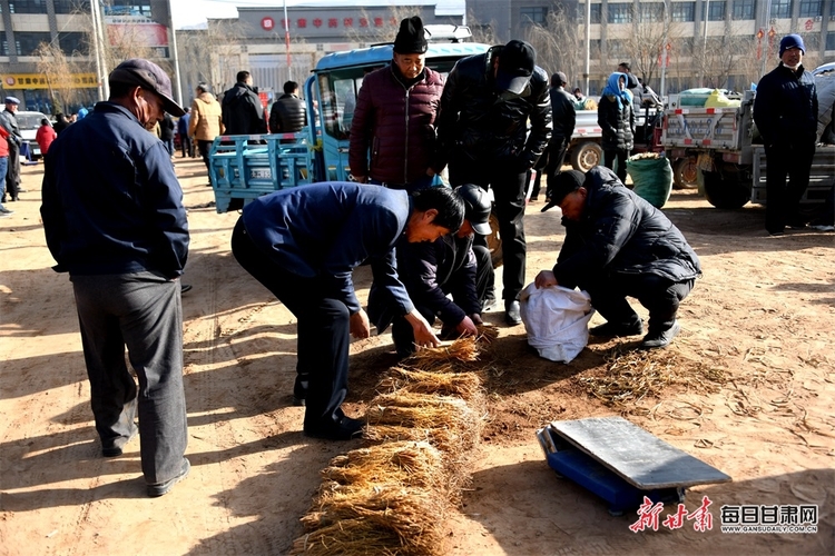 早春三月,陇西县群众忙着从田地采挖当归,黄芪,党参等中药材种苗,一把