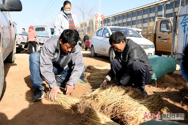 早春三月,陇西县群众忙着从田地采挖当归,黄芪,党参等中药材种苗,一把