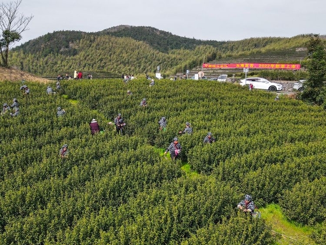 【原创 宁波合作稿 推城市频道】宁波东钱湖：福泉山高山茶园头茬春茶开采_fororder_采茶工们在福泉山间忙碌地采摘着第一波春茶。张小虎摄