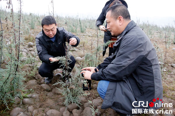 宜賓江安發現全國規模最大極度瀕危滅絕物種群——疏花水柏枝