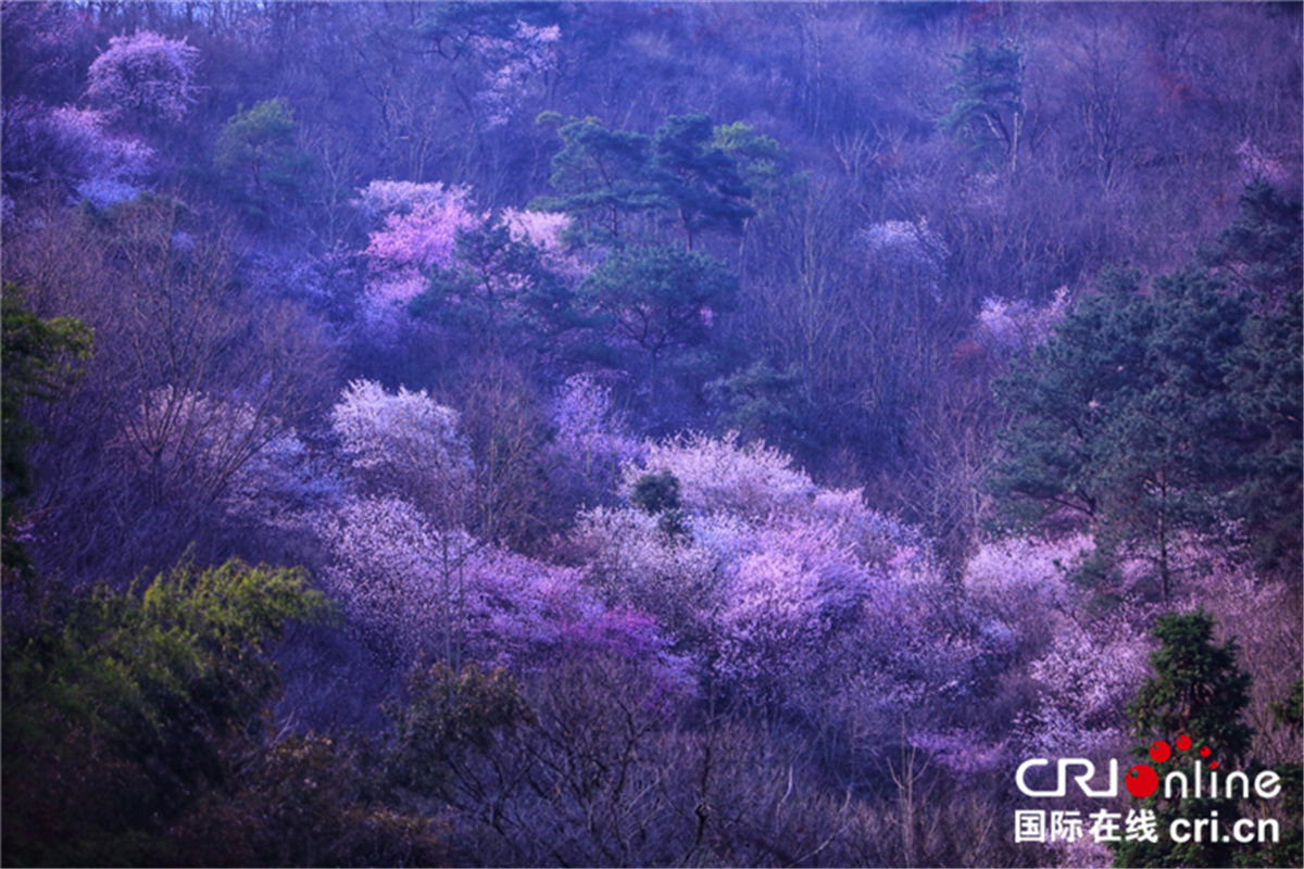 【与春天撞个满怀 打卡最美春景】荆门东宝：醉美山樱 只此烂漫_fororder_图片1