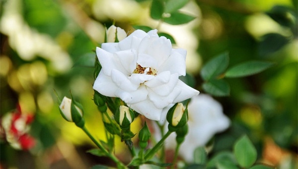 丹麦普通人5年积蓄买豪宅 无敌环境令人震惊