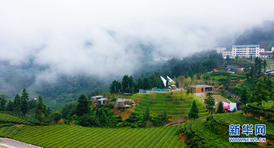 醉美宜昌鄧村：霧鎖茶園似仙境