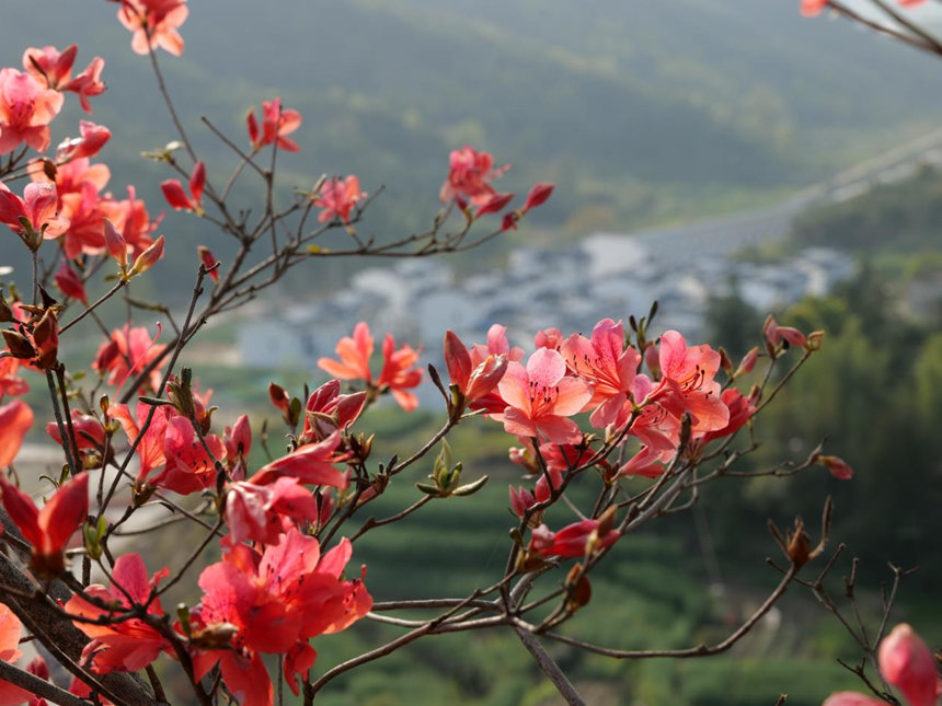 湖北浠水：人間芳菲盛 杜鵑花開迎客來