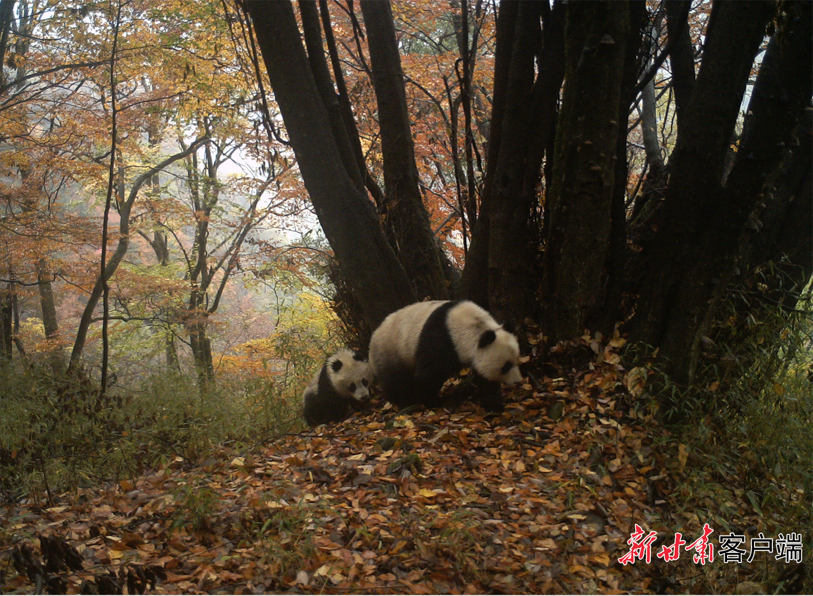 【关注全国两会·甘川陕报联动报道】甘肃：高质量建设大熊猫的新家园