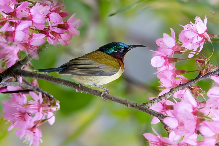 福建尤溪樱花盛放：美了村庄  醉了游人