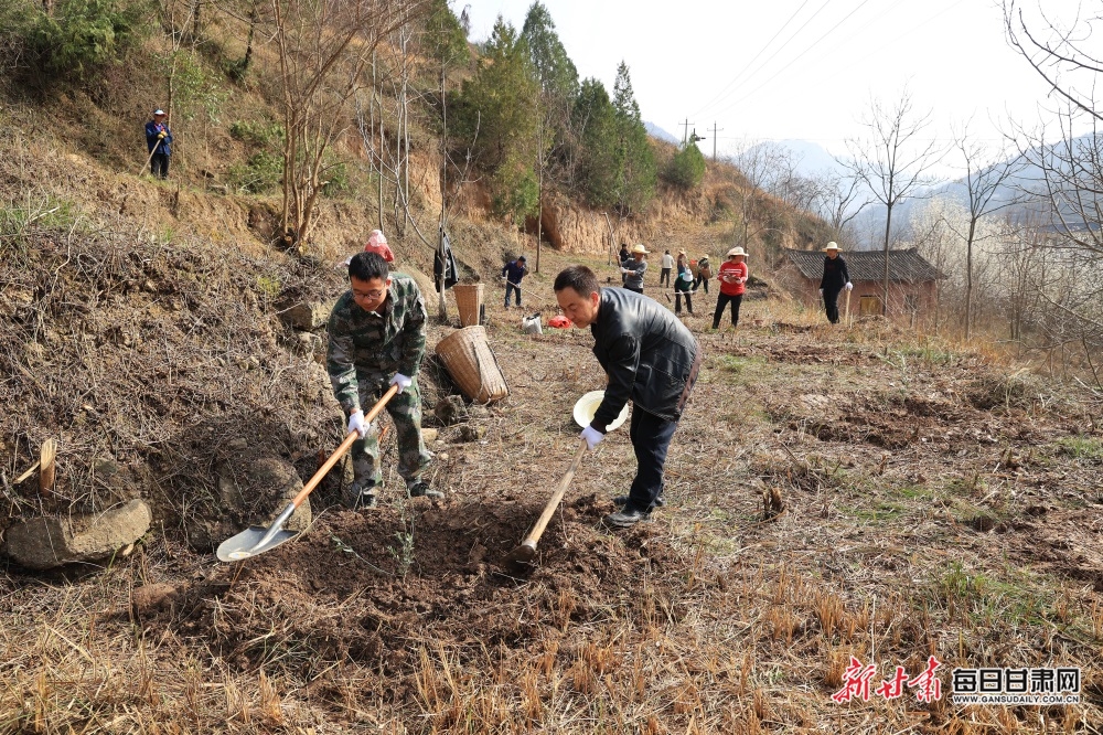 【縣域標題列表+移動列表】7100株油橄欖“落戶”康縣周家壩