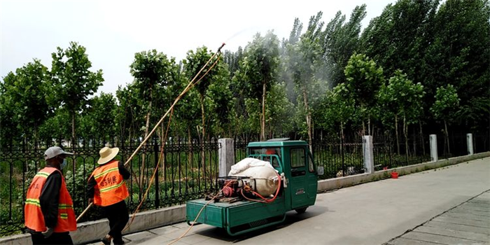 【原创 莱芜区合作稿 推城市频道时讯头去山东频道】济南市莱芜区寨里镇：勾勒好美丽寨里“精细化绿化管护”工笔画_fororder_图片2