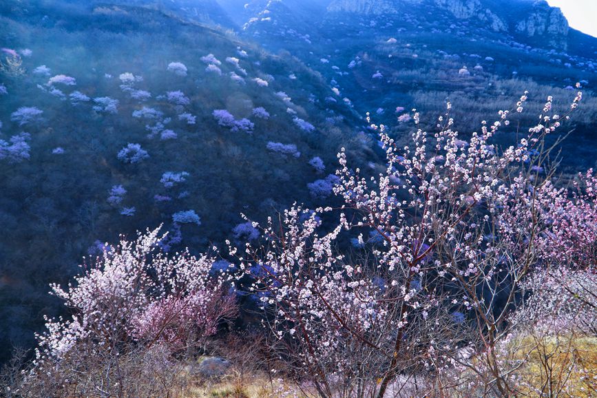 三门峡陕州：山桃花开妆点十里山谷