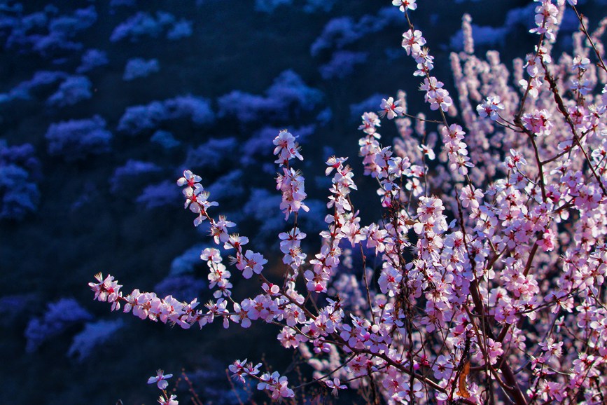 三門峽陜州：山桃花開粧點十里山谷