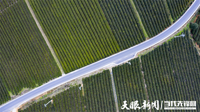 貴州:茶旅融合風光好 靠山吃山吃出“新味道”