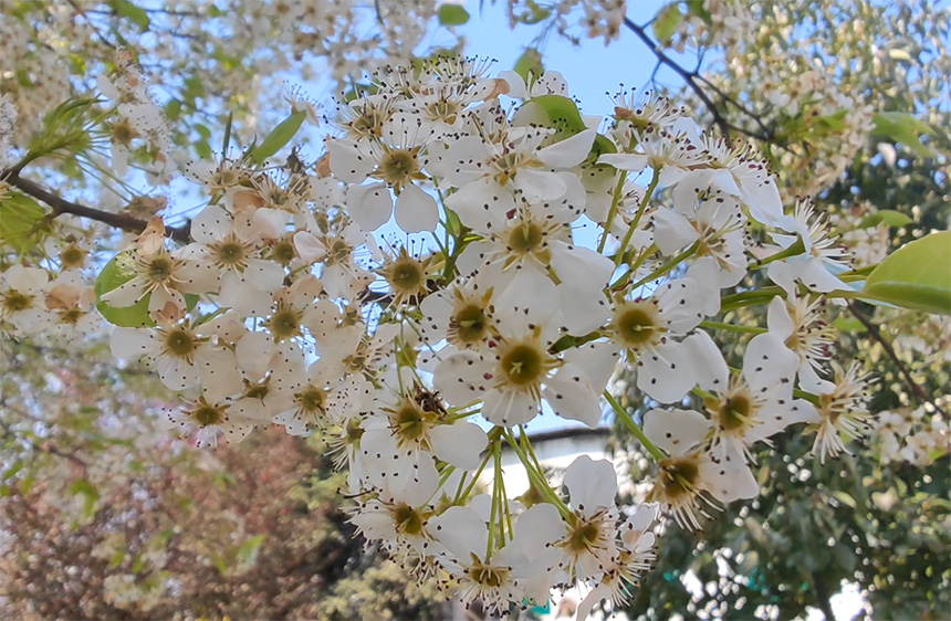 广西：赏花踏春好惬意