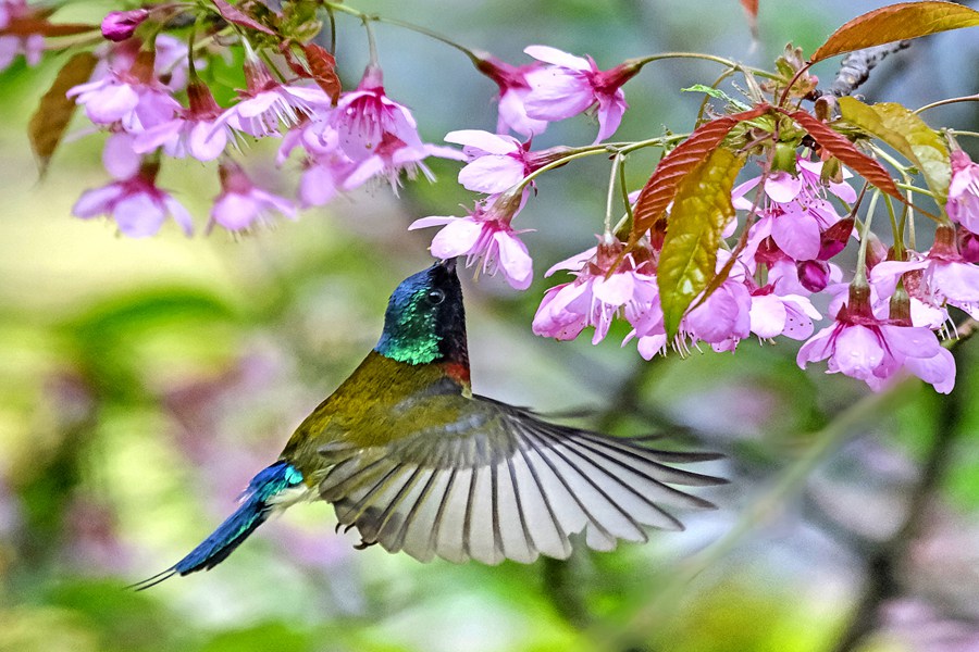 福建尤溪樱花盛放：美了村庄  醉了游人