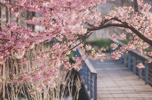 【聚焦上海-焦点图】辰山植物园河津樱大道迎来盛花期
