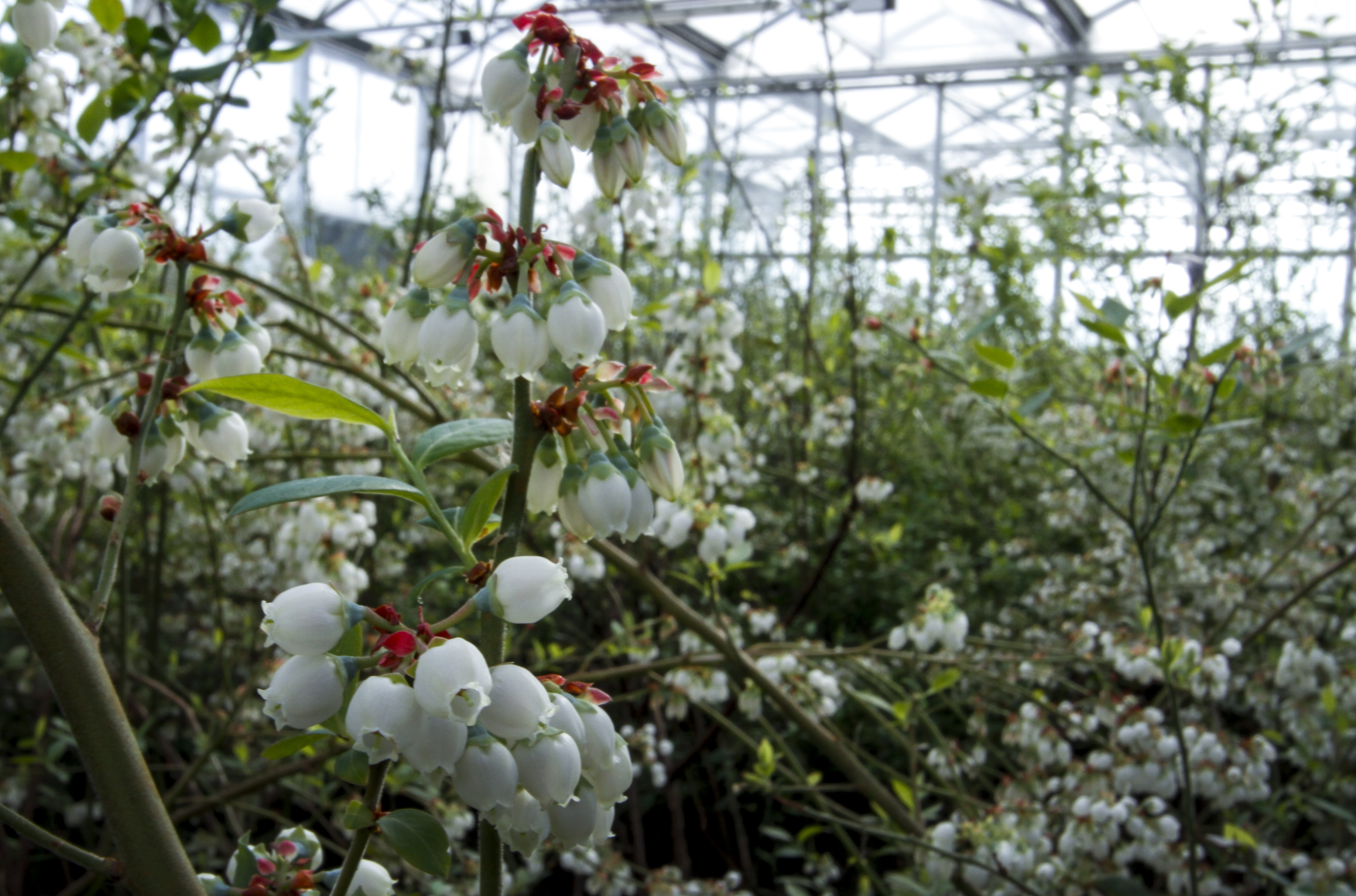 興安三月 ​藍莓花開