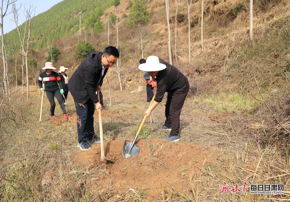 【縣域標題列表+移動列表】7100株油橄欖“落戶”康縣周家壩