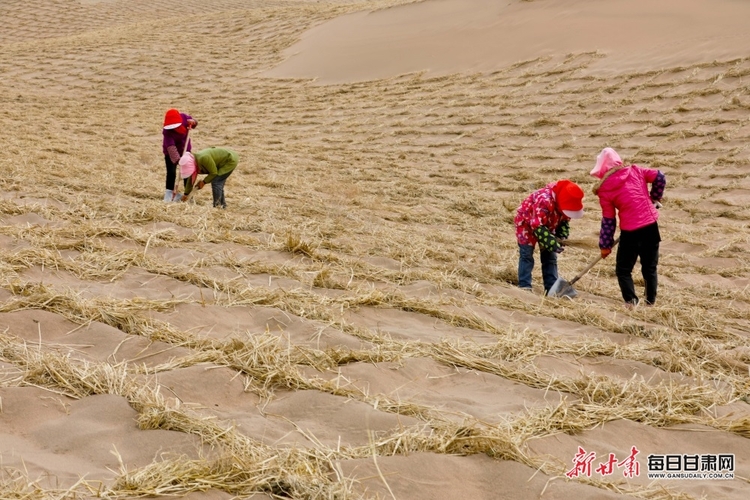 【生态图文列移动端列表】临泽县干群携手压沙织网锁“黄龙”