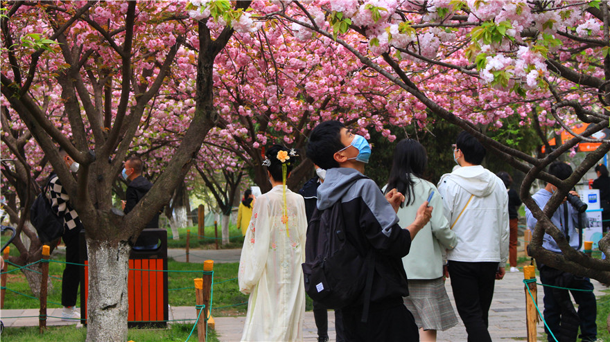 Cherry Blossoms at the Millenary Temple in Yanta District, Xi'an City_fororder_圖片2