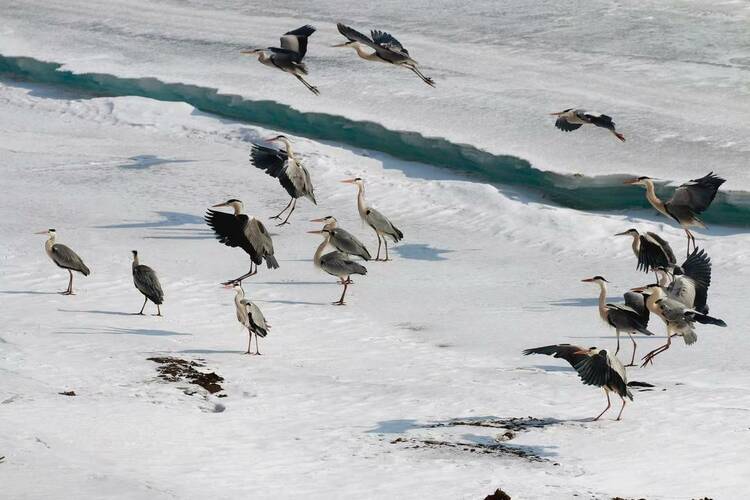 中俄界江黑龍江黑河段迎來第一批北歸的候鳥