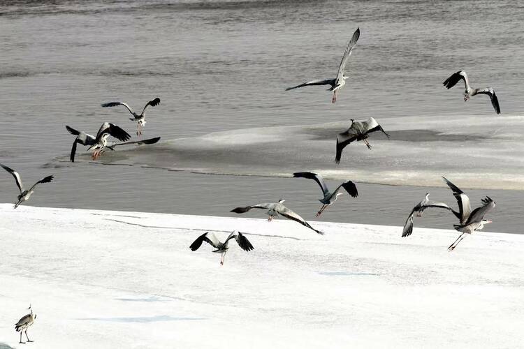 中俄界江黑龍江黑河段迎來第一批北歸的候鳥