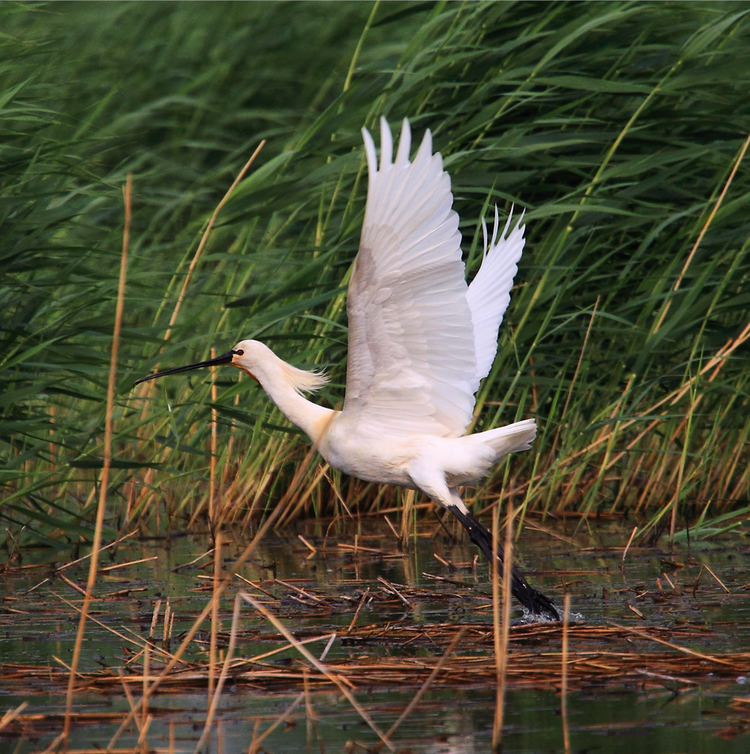 在非洲,印度半岛,中国东北,华北,西北等地越冬