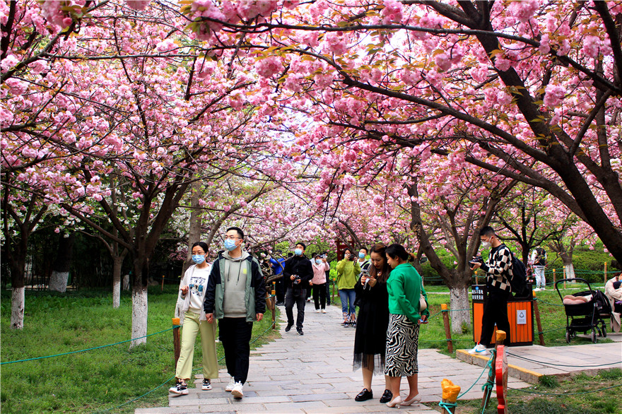 Расцветает сакура в тысячелетнем храме района Яньта города Сиань_fororder_图片2