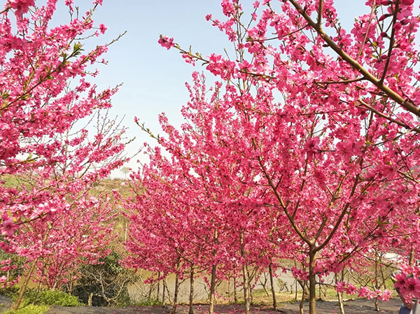 成都龙泉驿区柏合街道三大功能区建设 开启高质量发展新征程_fororder_成都市龙泉驿区柏合街道长松村景观一角-供图-成都市龙泉驿区柏合街道办