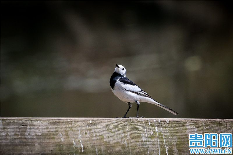 （中首）貴陽觀山湖公園高顏值鳥類集錦