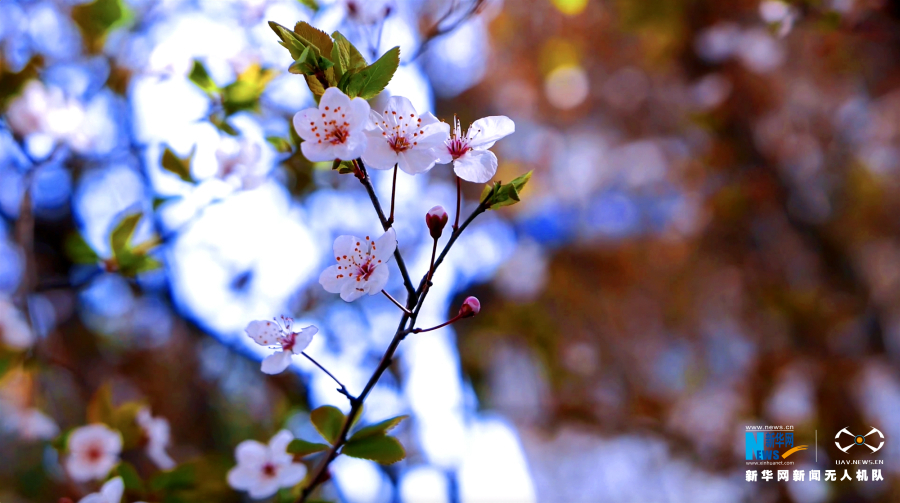 【城市遠洋】重慶渝北：櫻花盛開春意濃