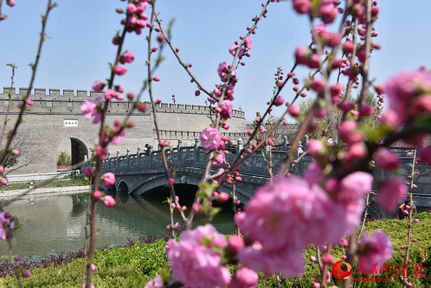 河北石家庄：古城花开春意浓