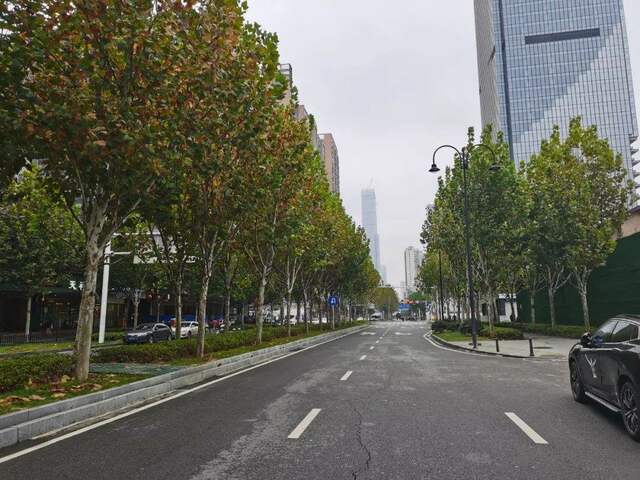 万绿生态少球无球法桐的“加减乘除”