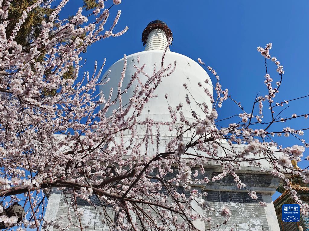 北京：山桃花开映白塔