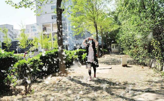 万绿生态少球无球法桐 春风自此不再恼人