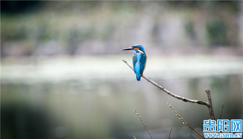 （中首）貴陽觀山湖公園高顏值鳥類集錦