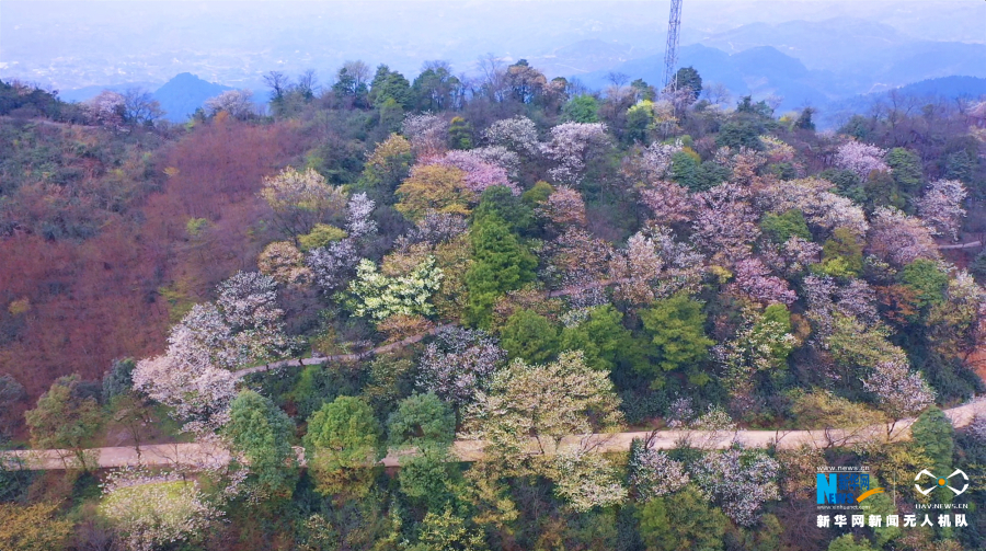 【城市远洋】重庆渝北：樱花盛开春意浓