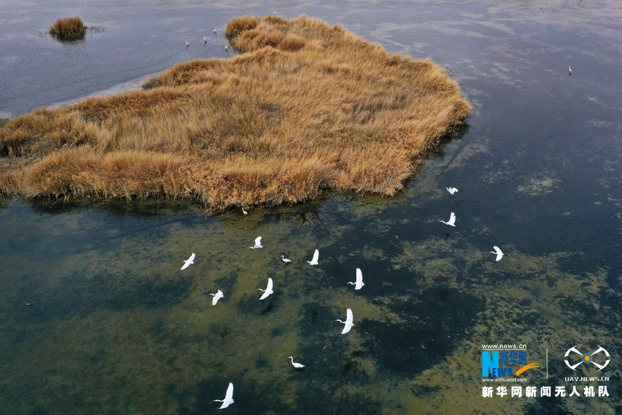 【大美甘肅左圖+焦點輪播圖】【“飛閱”中國】甘肅高臺：黑河濕地白鷺飛